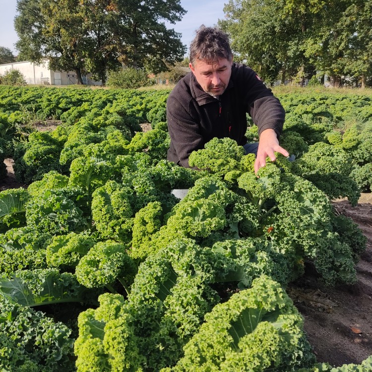 Hofladen: Grünkohlernte 2023 - Pröhl's Hofladen