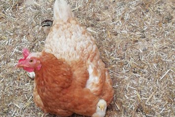 Hofladen: Glückliche Hühner mit Küken - Daxlberg