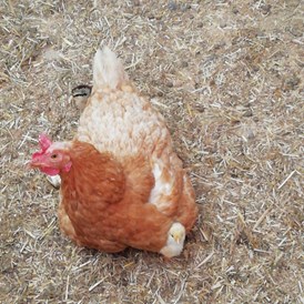 Hofladen: Glückliche Hühner mit Küken - Daxlberg