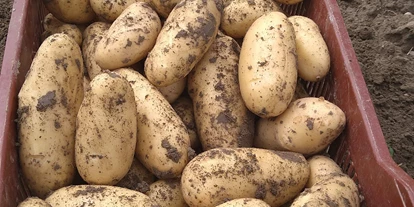 regionale Produkte - Beeren: Stachelbeeren - Kartoffelernte - Dettelbach Obst Liggeringen