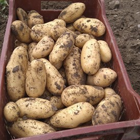 Hofladen: Kartoffelernte - Dettelbach Obst Liggeringen