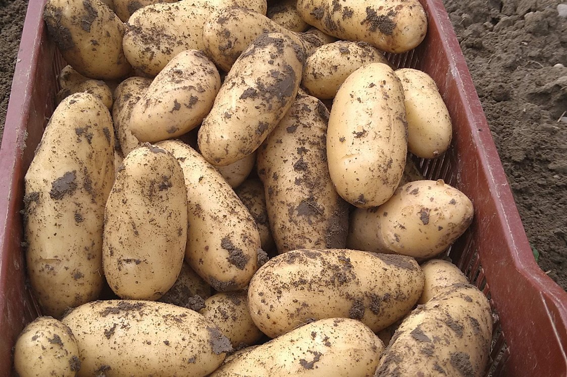 Hofladen: Kartoffelernte - Dettelbach Obst Liggeringen