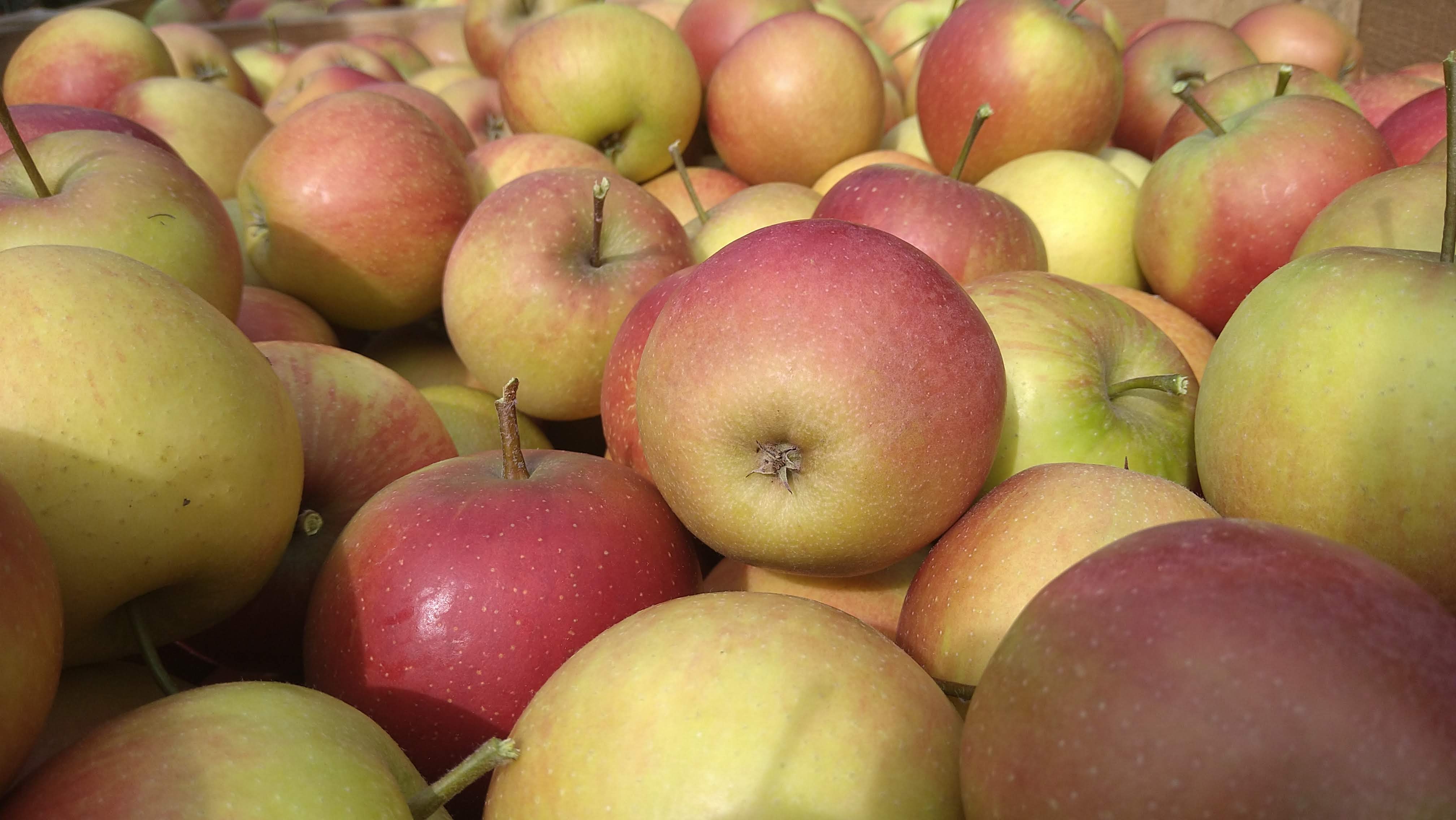 Hofladen: Rubinette ein sehr aromatischer Apfel - Dettelbach Obst Liggeringen