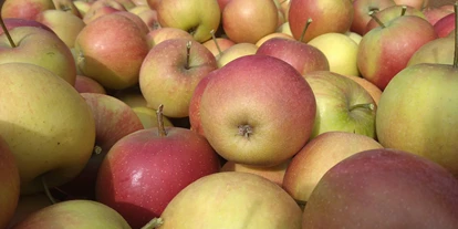 regionale Produkte - Beeren: Stachelbeeren - Rubinette ein sehr aromatischer Apfel - Dettelbach Obst Liggeringen