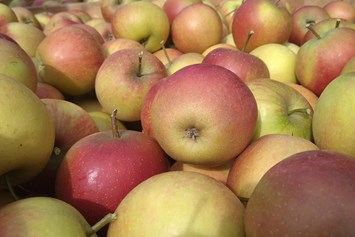 Hofladen: Rubinette ein sehr aromatischer Apfel - Dettelbach Obst Liggeringen