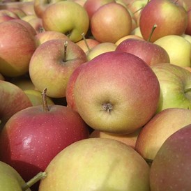 Hofladen: Rubinette ein sehr aromatischer Apfel - Dettelbach Obst Liggeringen