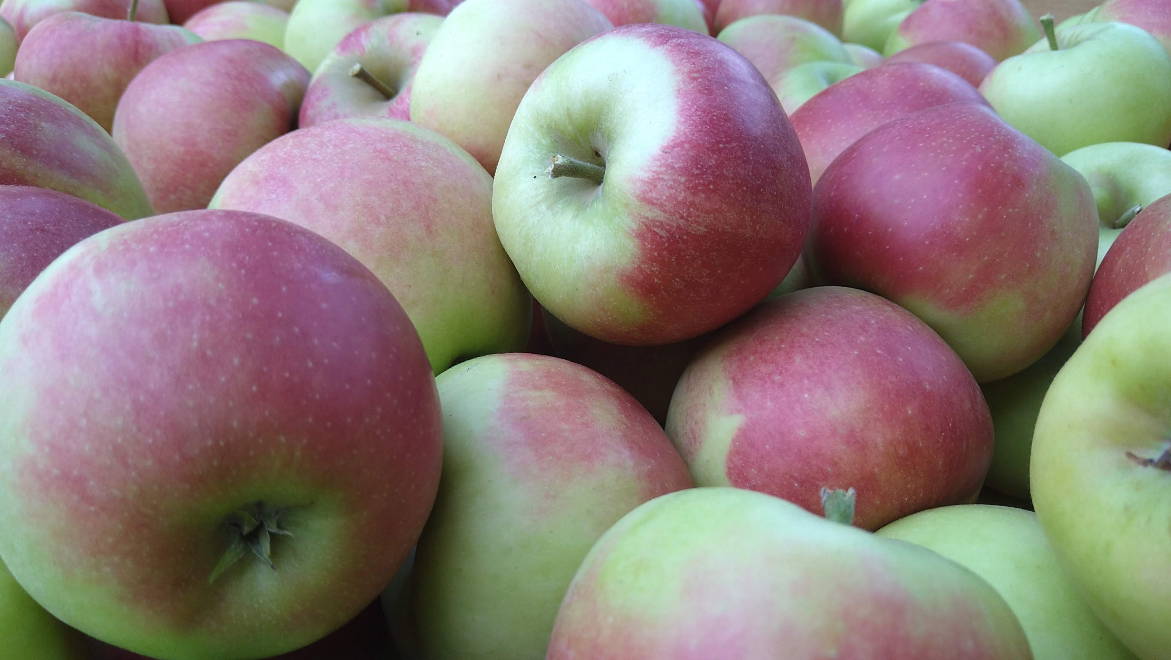 Hofladen: Elstar unsere beliebteste Apfelsorte - Dettelbach Obst Liggeringen