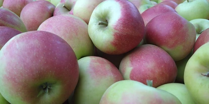 regionale Produkte - Beeren: Stachelbeeren - Elstar unsere beliebteste Apfelsorte - Dettelbach Obst Liggeringen