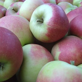 Hofladen: Elstar unsere beliebteste Apfelsorte - Dettelbach Obst Liggeringen