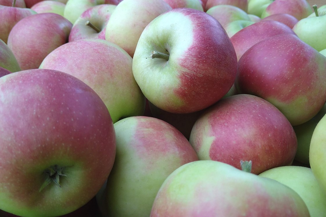 Hofladen: Elstar unsere beliebteste Apfelsorte - Dettelbach Obst Liggeringen