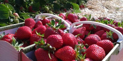 regionale Produkte - Beeren: Stachelbeeren - Dettelbach Obst Liggeringen