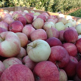 Hofladen: Apfelsorte Gala - Dettelbach Obst Liggeringen