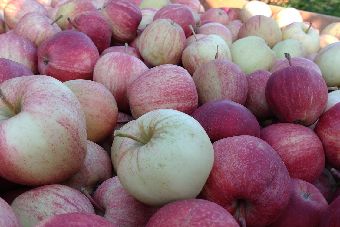 Hofladen: Apfelsorte Gala - Dettelbach Obst Liggeringen