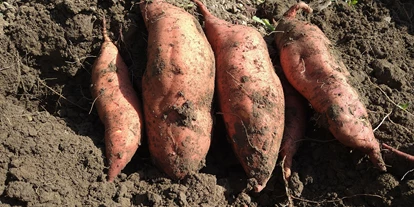 regionale Produkte - Beeren: Stachelbeeren - Süßkartoffeln - Dettelbach Obst Liggeringen
