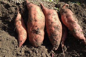 Hofladen: Süßkartoffeln - Dettelbach Obst Liggeringen