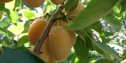 regionale Produkte - Beeren: Stachelbeeren - Mirabellen - Dettelbach Obst Liggeringen