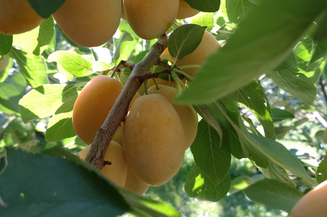 Hofladen: Mirabellen - Dettelbach Obst Liggeringen