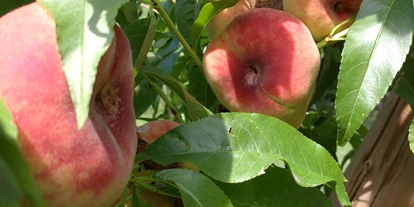regionale Produkte - Beeren: Stachelbeeren - Pfirsiche - Dettelbach Obst Liggeringen