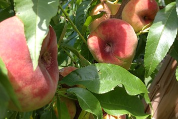 Hofladen: Pfirsiche - Dettelbach Obst Liggeringen