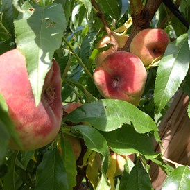 Hofladen: Pfirsiche - Dettelbach Obst Liggeringen