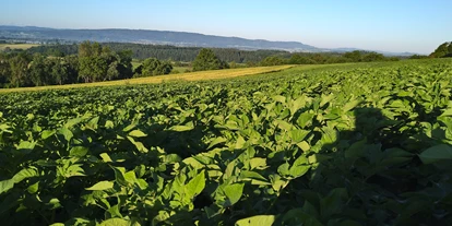 regionale Produkte - Beeren: Stachelbeeren - unser Kartoffelfeld - Dettelbach Obst Liggeringen