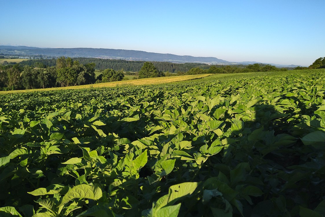 Hofladen: unser Kartoffelfeld - Dettelbach Obst Liggeringen