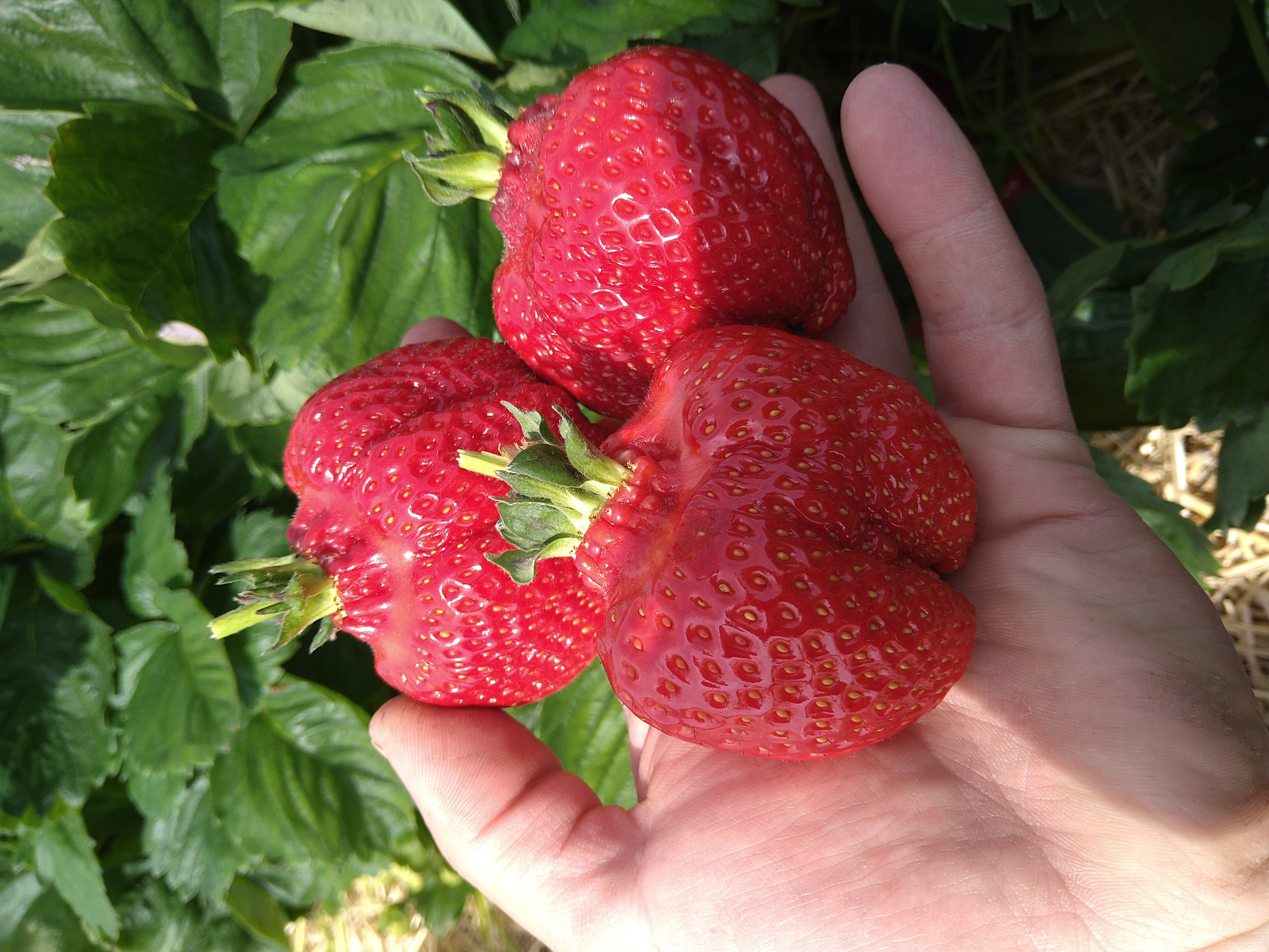 regionale Produkte - Gemüse: Gurken - Deutschland - leckere Erdbeeren - Dettelbach Obst Liggeringen
