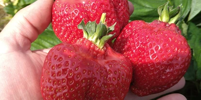 regionale Produkte - Beeren: Stachelbeeren - leckere Erdbeeren - Dettelbach Obst Liggeringen