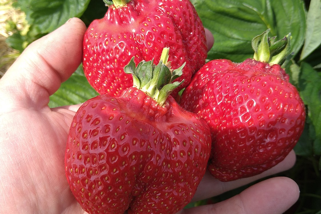 Hofladen: leckere Erdbeeren - Dettelbach Obst Liggeringen