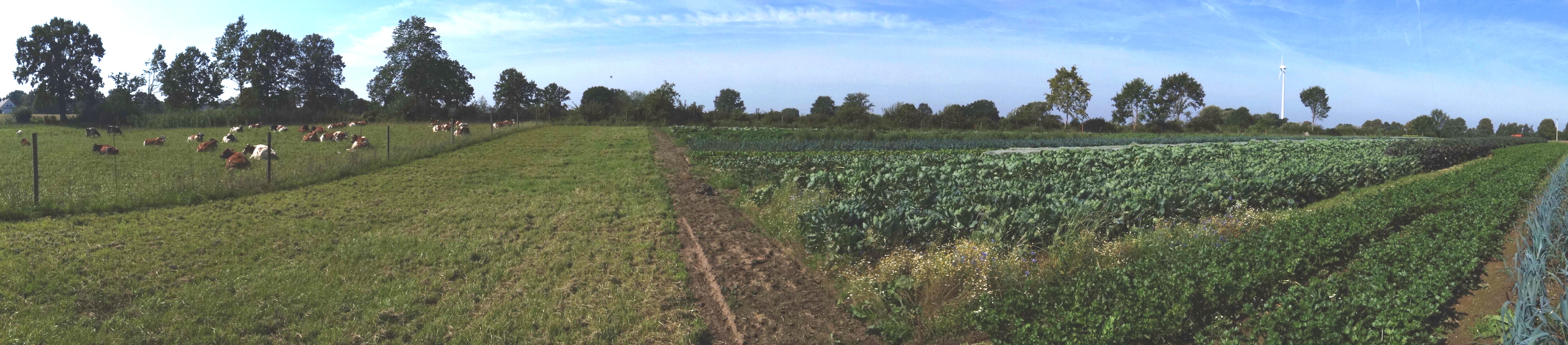 Hofladen: Kühe und Gemüse, dicht an dicht - Hofladen Gut Rothenhausen