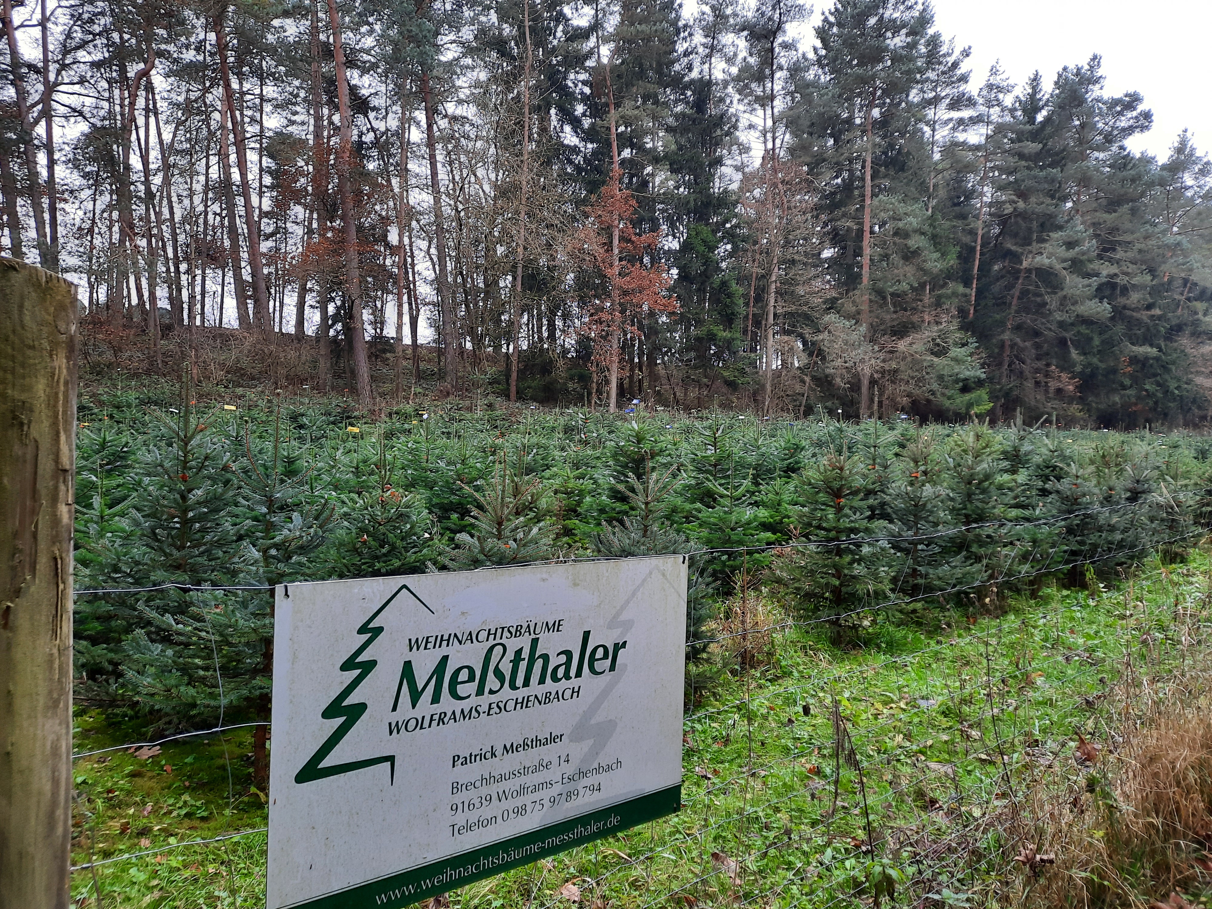 regionale Produkte - Weihnachtsbäume Meßthaler