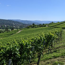 Hofladen: Rebberg Tüllingen - Weinbau Ruser