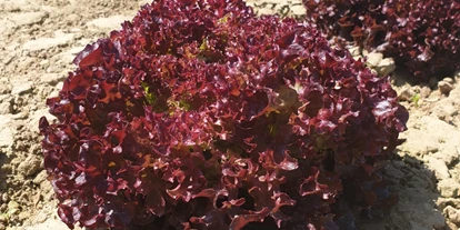 regionale Produkte - Beeren: Stachelbeeren - Selbsterntefeld Gut Vockrath