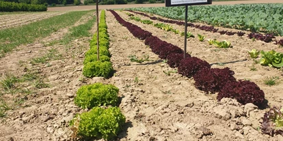 regionale Produkte - Beeren: Stachelbeeren - Selbsterntefeld Gut Vockrath