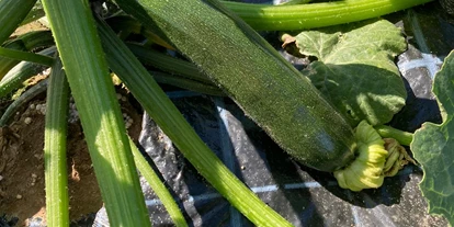 regionale Produkte - Beeren: Stachelbeeren - Selbsterntefeld Gut Vockrath