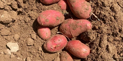 regionale Produkte - Beeren: Stachelbeeren - Selbsterntefeld Gut Vockrath