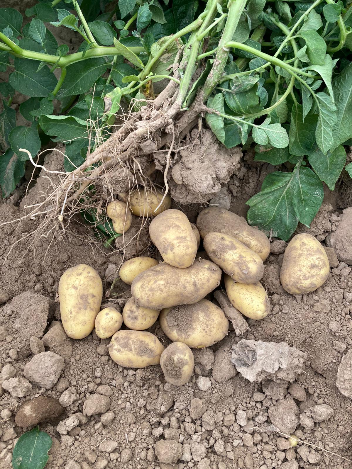 Hofladen: Selbsterntefeld Gut Vockrath