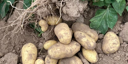 regionale Produkte - Beeren: Stachelbeeren - Selbsterntefeld Gut Vockrath