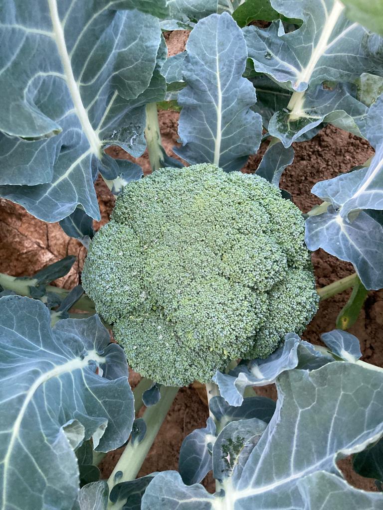 Hofladen: Selbsterntefeld Gut Vockrath