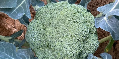regionale Produkte - Beeren: Stachelbeeren - Selbsterntefeld Gut Vockrath
