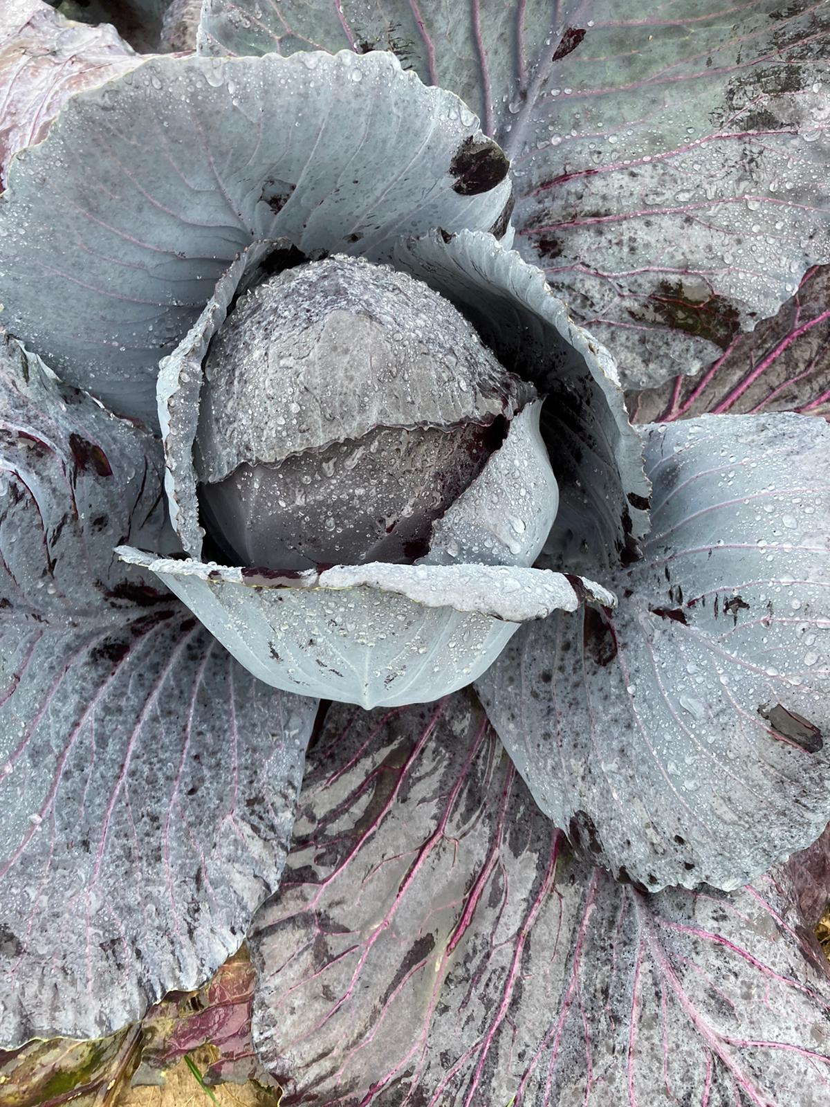 Hofladen: Selbsterntefeld Gut Vockrath