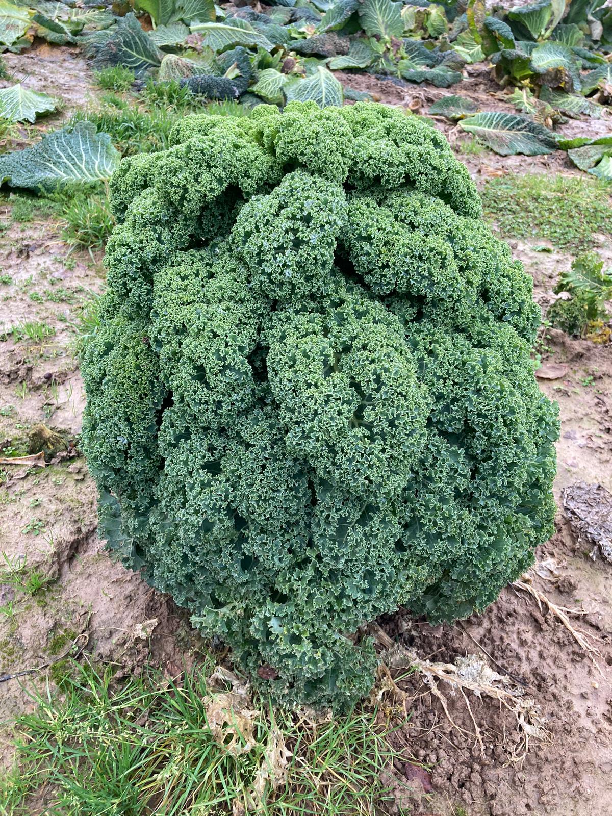 Hofladen: Selbsterntefeld Gut Vockrath