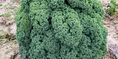 regionale Produkte - Beeren: Stachelbeeren - Selbsterntefeld Gut Vockrath