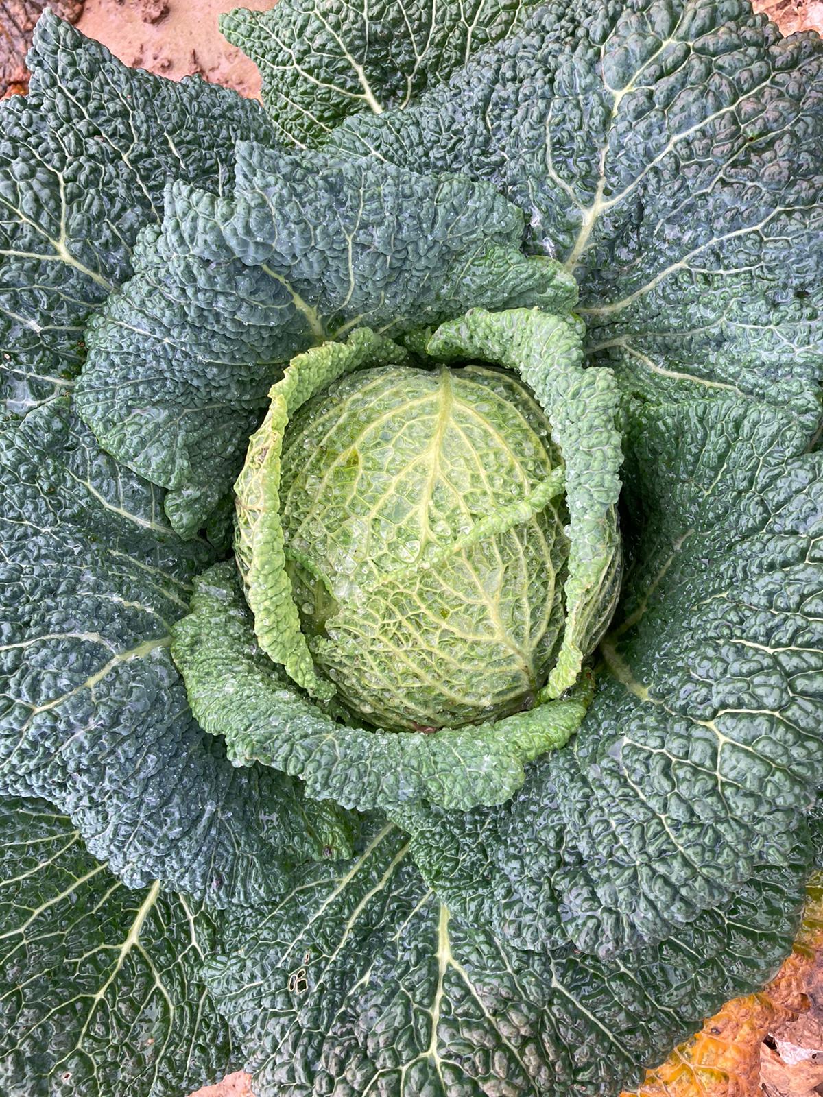 Hofladen: Selbsterntefeld Gut Vockrath