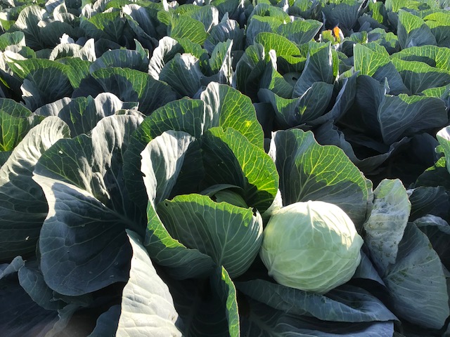 Hofladen: Selbsterntefeld Gut Vockrath