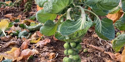 regionale Produkte - Beeren: Stachelbeeren - Selbsterntefeld Gut Vockrath