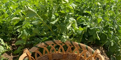 regionale Produkte - Beeren: Stachelbeeren - Selbsterntefeld Gut Vockrath
