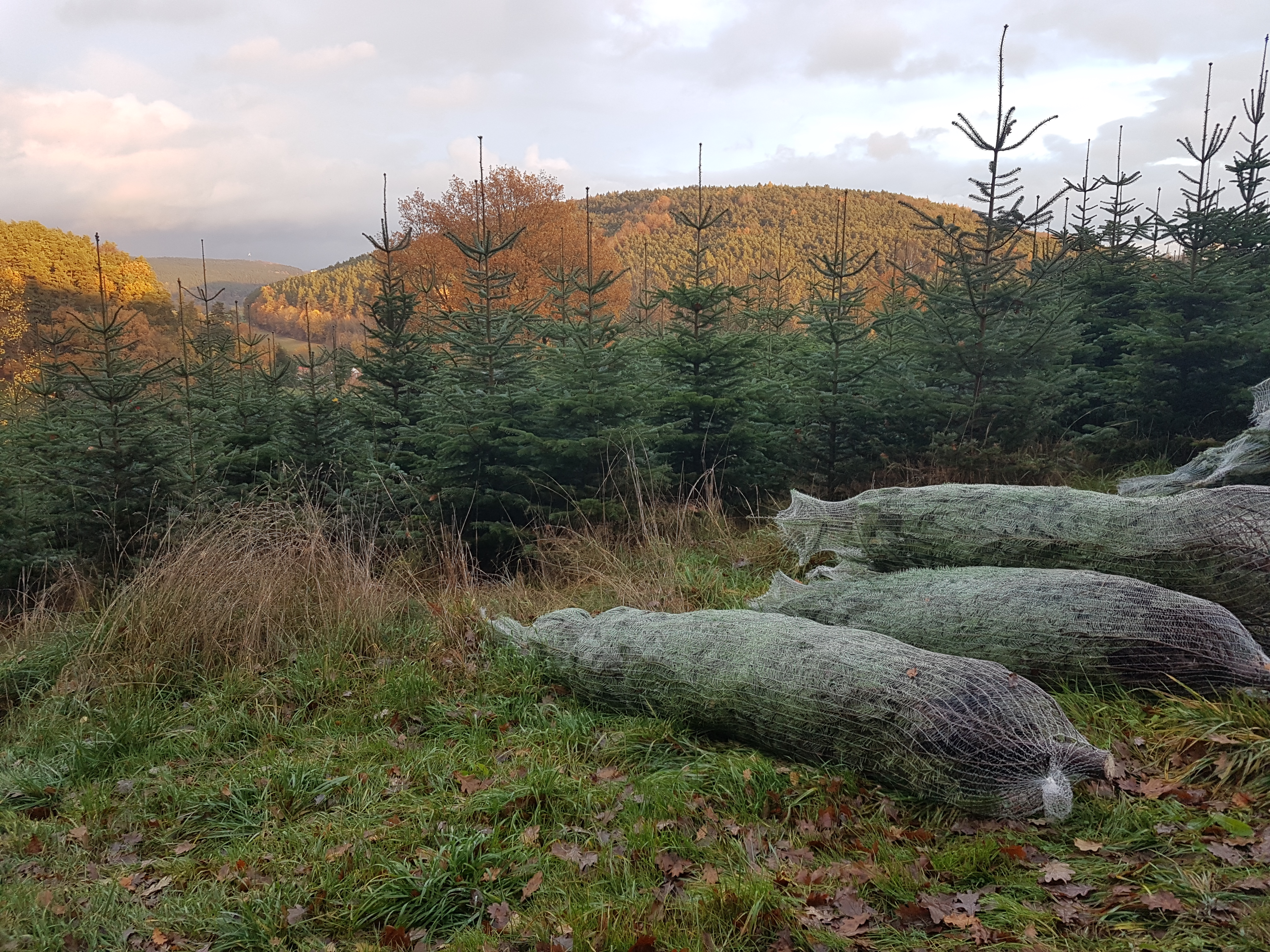 regionale Produkte - Gemüse: Spargel - Bayern - Weihnachtsbäume
Obererlbach
Meßthaler - Hofladen Meßthaler Obererlbach