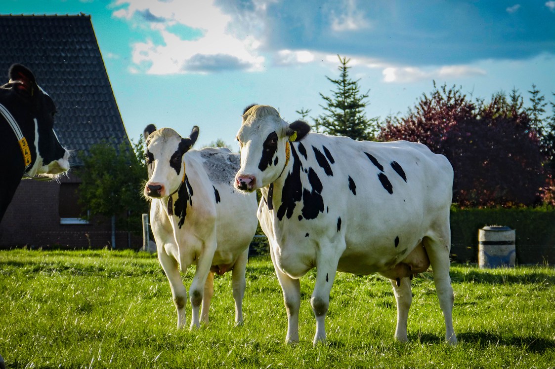 Hofladen: Unsere Kühe - Frischmilchautomat am Famila