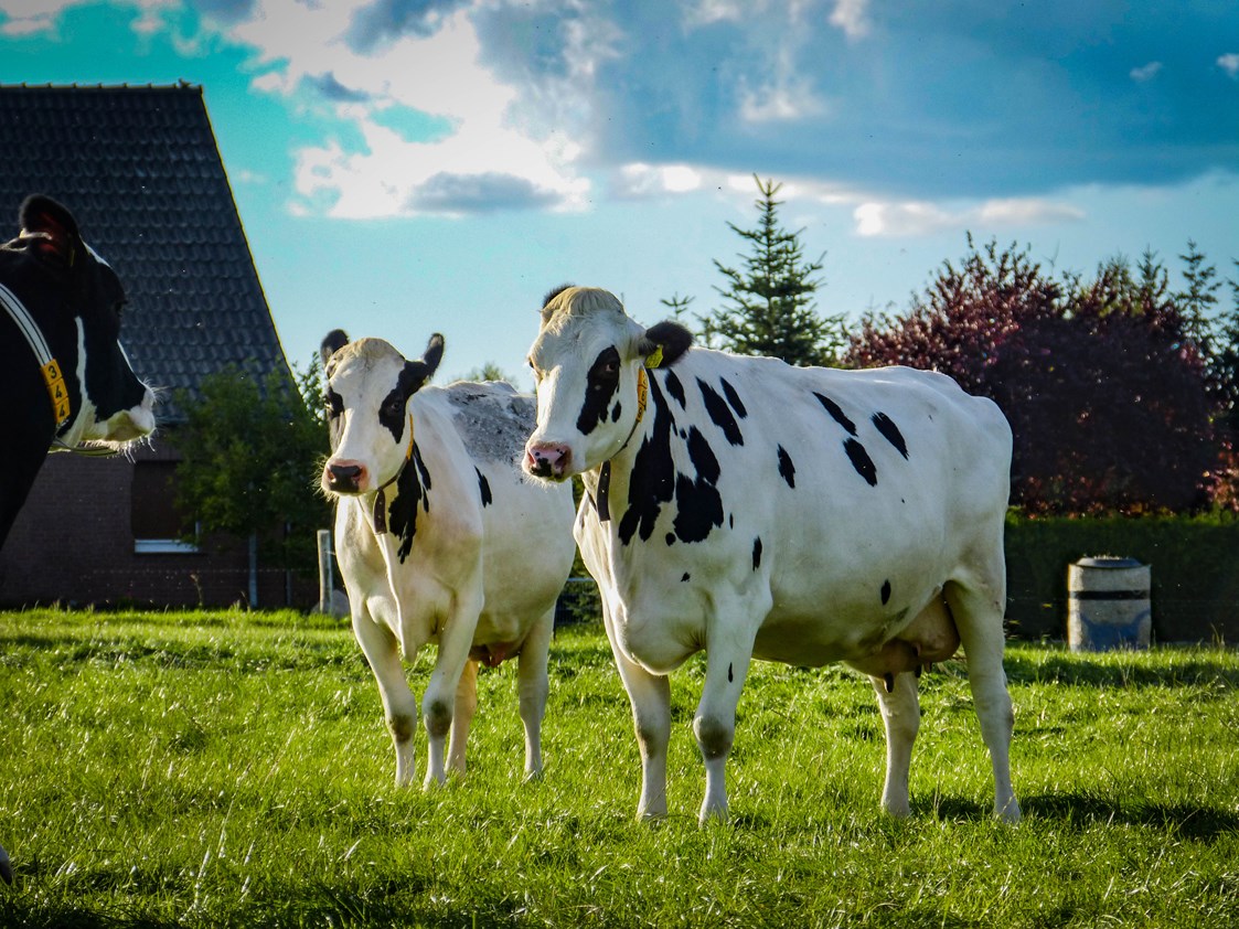 Hofladen: Unsere Kühe - Frischmilchautomat am Edeka Malchow
